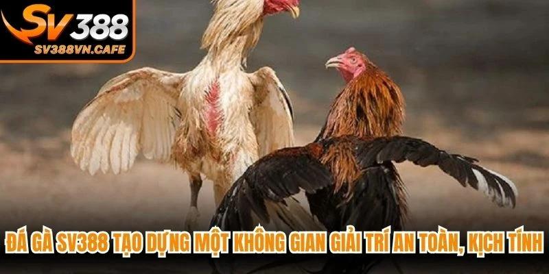 Những chú gà được lắp thêm bộ cựa sắt đem đến trận gay cấn nhất