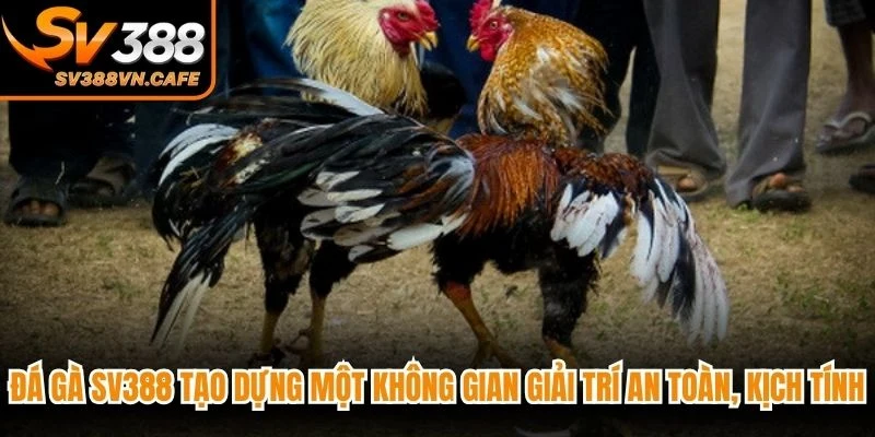 Đá gà SV388 tạo dựng một không gian giải trí an toàn, kịch tính