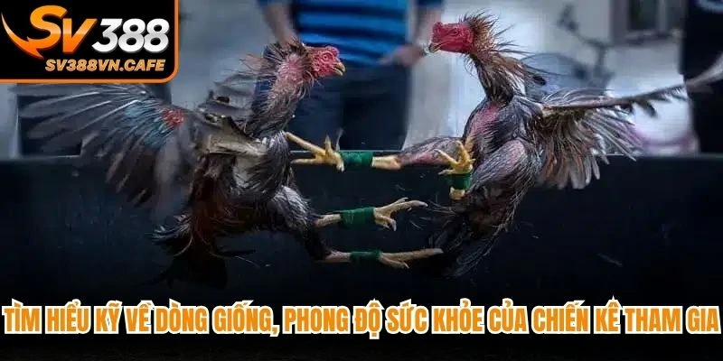Tìm hiểu kỹ về dòng giống, phong độ sức khỏe của chiến kê tham gia